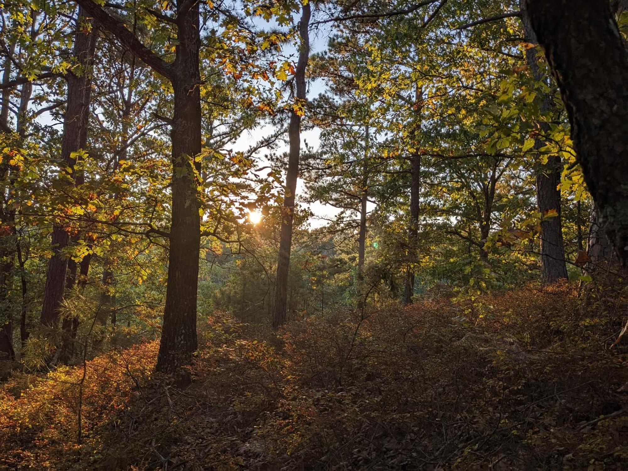 Vila Loblolly Pines #3 Adventure Aframe Eureka Springs Exteriér fotografie